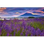 DIMEX ART Флизелинов фототапет лавандула с планината фуджи 375 x 250 см