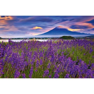 DIMEX ART Флизелинов фототапет лавандула с планината фуджи 375 x 250 см