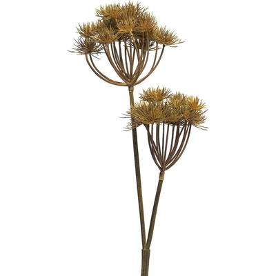 Bolševník (velkolepý) - Heracleum x2 / 100 cm