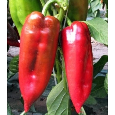 Paprika ročná Rafaelus F1 - kápia - Capsicum annuum - predaj semien - 9 ks