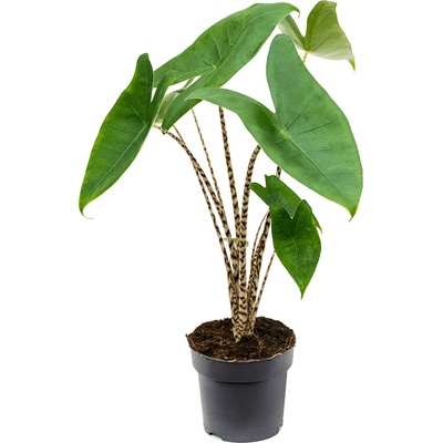 Alocasia zebrina 14x45 cm