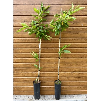 Gaštan jedlý (Castanea sativa ´Maraval´) veľkosť 130-160cm