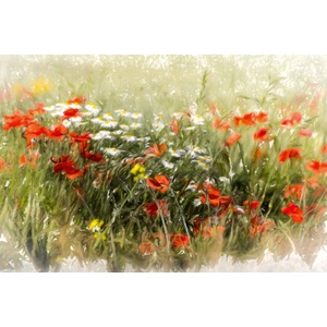 DIMEX ART Флизелинов фототапет картина - поле с макове 375 x 250 см