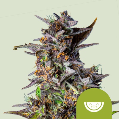 Royal Queen Seeds Watermelon Automatic Balenie: 1 ks 0% THC