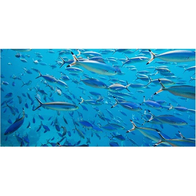 Foto obraz sklenený horizontálny koralové ryby 100x50 cm