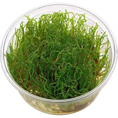 Vesicularia sp. - Creeping moss
