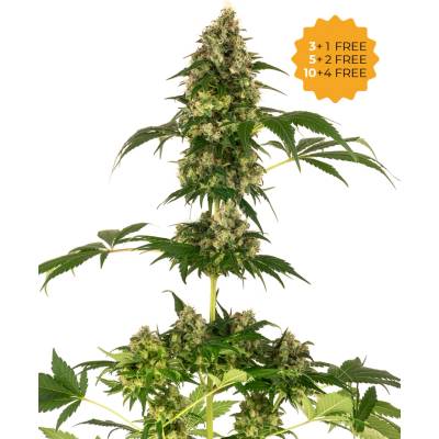 Sensi Seeds Cobalt Haze semienka neobsahujú THC 1 ks