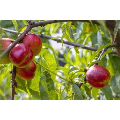 Nektárinka (Prunus nucipersica) ´SUPER QUEEN´ - stredne skorá, výška 120-150 cm, voľnokorenná