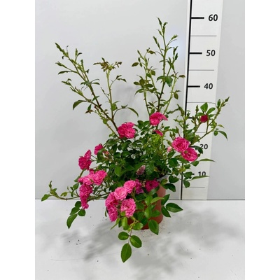 Rosa 'Lovely Fairy'® Prodejní velikost: 015/030, Velikost hrnku: 1 l