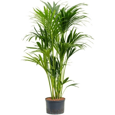Howea Kentia forsteriana tuft 2819 výška 160 cm