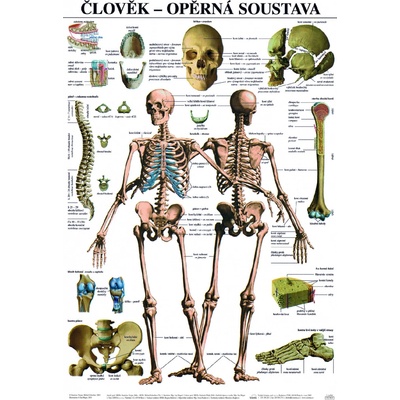 SCIENTIA Opěrná soustava - anatomický plakát