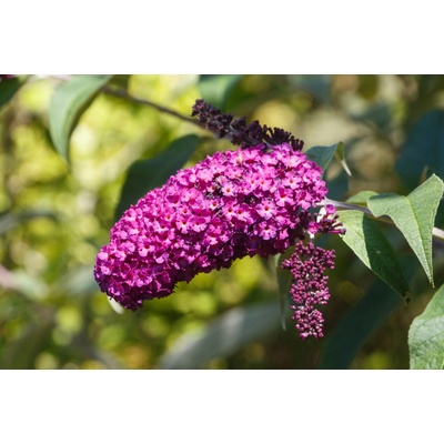 Motýlí keř 'Nanho Purple'