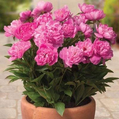 Pivoňka Patio Rome Paeonia lactiflora hlízy pivoňky 1 ks