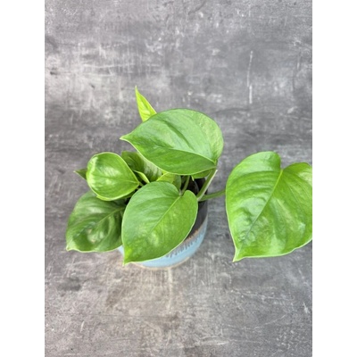 Epipremnum Global Green 12 cm