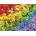 SunsOut - Puzzle Rainbow Butterflies - 1 000 piese