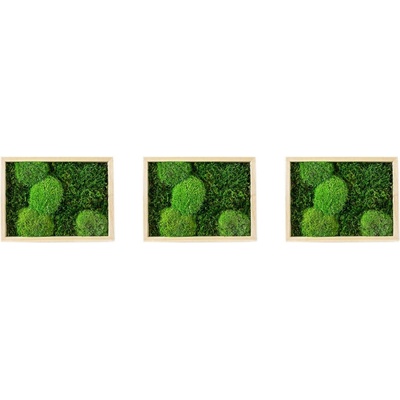 Gardners Set 3 mechových obrazů 13x18 kombinovaný mech kopečkový s plochým, přírodní