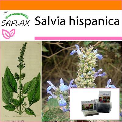 SAFLAX - Zahrada v sáčku - Mexická chia - 500 semen - Se substrátem v padnoucím sáčku - Salvia hispanica