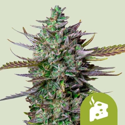 Royal Queen seeds Blue Cheese AUTO semena neobsahují THC 5 ks