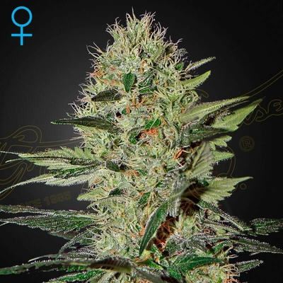 Green House Seed Exodus Cheese Auto semienka neobsahujú THC 1 ks