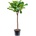 Ficus lyrata stem 30x140 cm