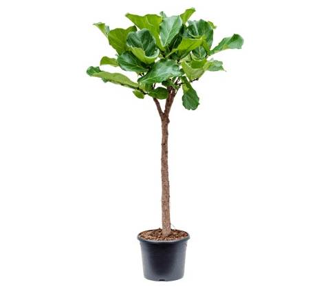 Ficus lyrata stem 30x140 cm
