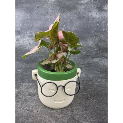 Syngonium Pink mini 7 cm