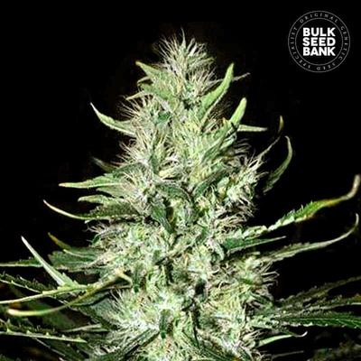 Bulk Seed Bank AUTO Mazar Extra semena neobsahují THC 10 ks