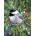 New York Puzzle Company - Puzzle Black-capped Chickadee - 500 piese