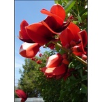  Еритрина, коралов храст (Erythrina crista-galli)