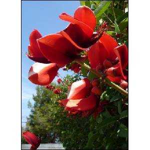  Еритрина, коралов храст (Erythrina crista-galli)