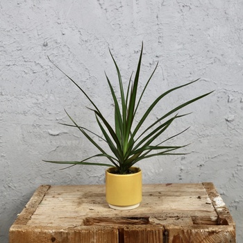 Dracaena marginata baby