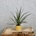 Dracaena marginata baby