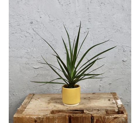 Dracaena marginata baby
