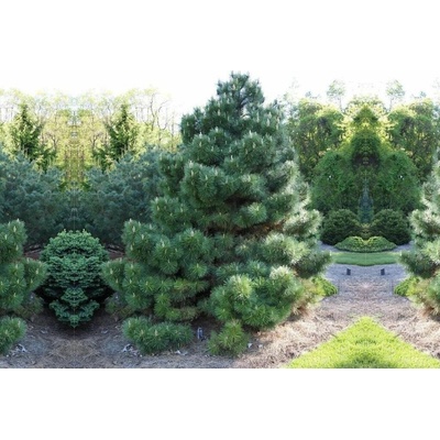 Borovica čierna Austriaca, výška 180-200 cm, kvetináč 90 l