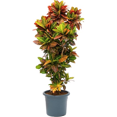 Croton (Codiaeum) variegatum Petra 38x180 cm