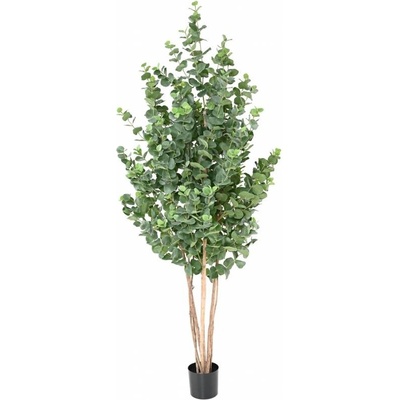 EUCALYPTUS GUNNII BUSH, 150cm