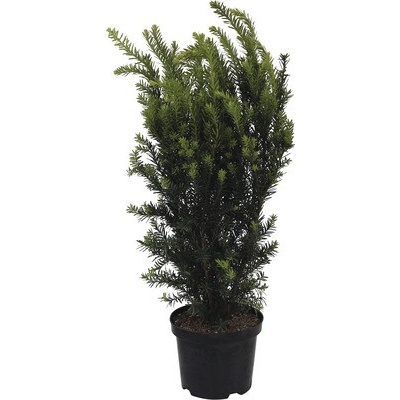 Tis prostredný FloraSelf Taxus media 'Hillii' výška 30-40 cm kvetináč 3 l