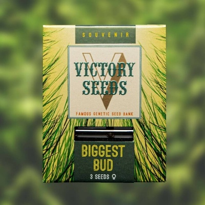 Victory Seeds Biggest Bud semienka neobsahujú THC 3 ks