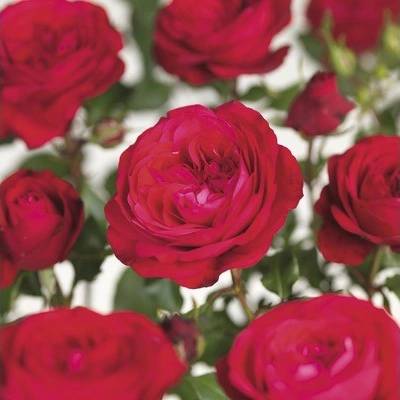 Ruža na kmienku 60 cm Floraself Rosa 'Red Meilove' kvetináč 5 l