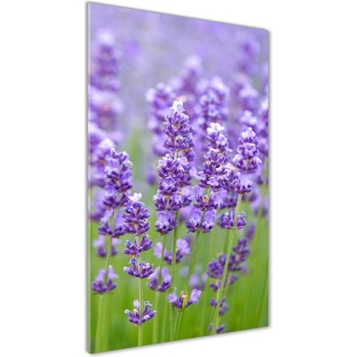 Vertikálny fotoobraz na skle Pole levanduľe 50x100 cm