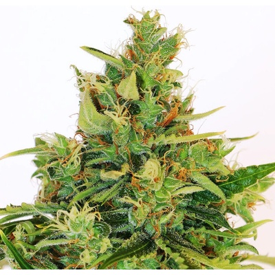 Kannabia Seeds Amnesi-K Lemon semienka neobsahujú THC 100 ks