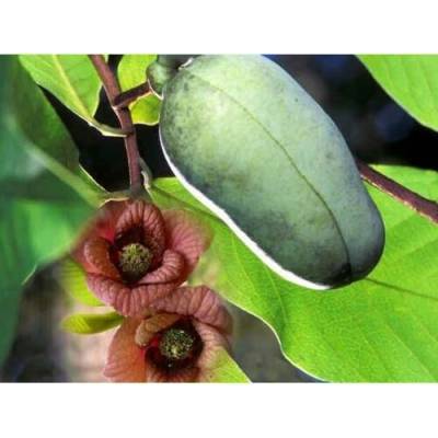 Asimina triloba (Ásimina trojlaločná) ´PAW PAW´- kont. C15L, výška: 100-130 cm