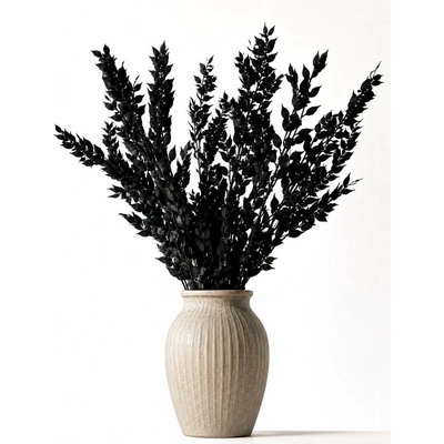 Stabilizovaný ruskus (ruscus) kytice/svazek černých větviček 120g