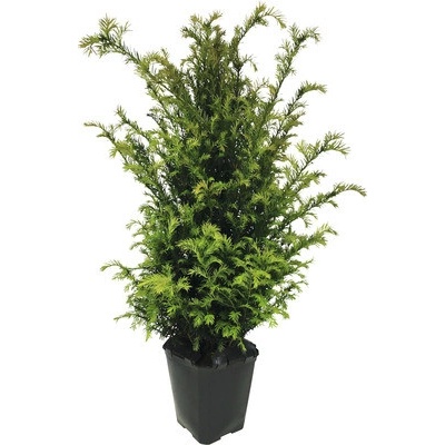 Tis FloraSelf Taxus baccata 60-80 cm v click kvetináči