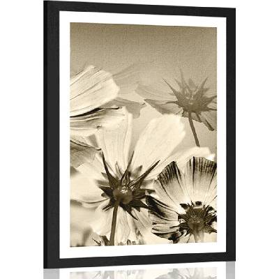 Plakát s paspartou zahradní květiny v sépiovém provedení - 40x60 silver