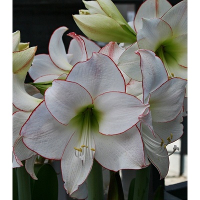 Hvězdník Picotee - Hippeastrum - cibuloviny - 1 ks