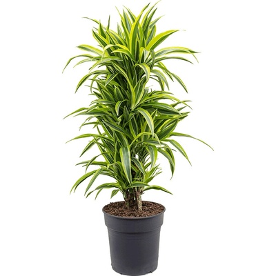 Dracaena lemon lime branched multi 27x120 cm