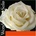 Pirastro WONDERTONE 310321