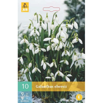Jub Sněženka Galanthus Elwesii "C" 10 ks