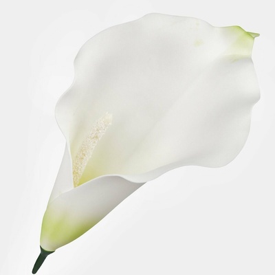 Kala hlava Cream/Lt.Green 20 cm, 24 ks/bal